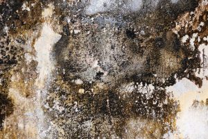 How to remove mold and prevent mold from growing again