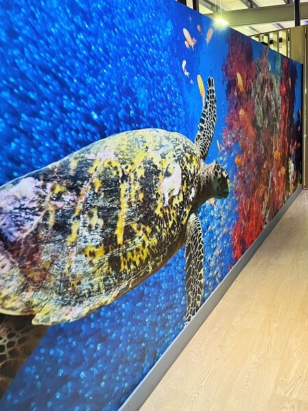 Photowall turtle wall mural wallpaper by Impressions Wallpaper installers